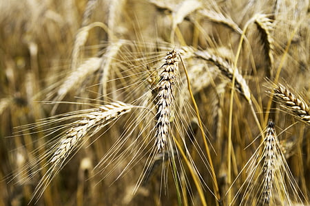 pšenica, polje pšenice, žitarice, Poljoprivreda