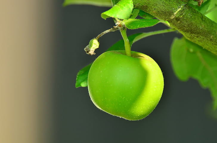 Apple, mela verde, albero, albero di mele, kernobstgewaechs, giardino, frutta