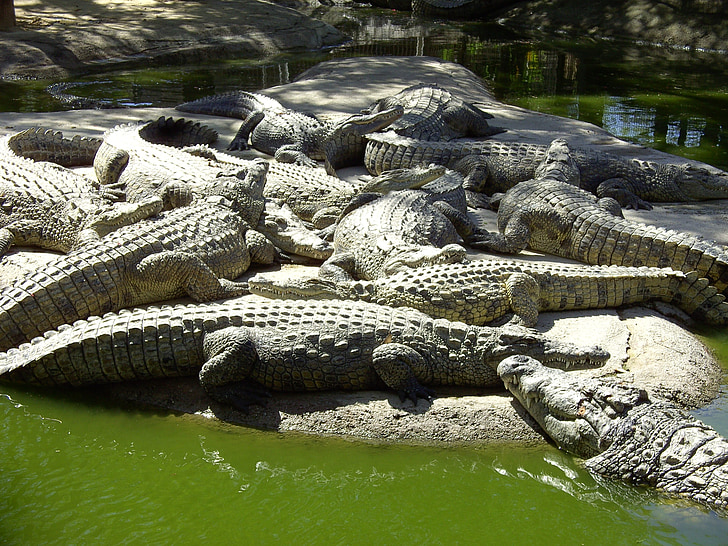 krokodilok, természet, hüllő, veszélyes, vadon élő állatok, aligátor, állatkert