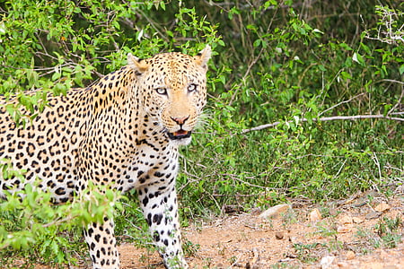 léopard, animal, guépard, animaux, Afrique du Sud