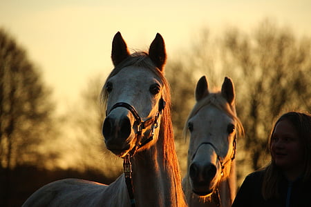 con ngựa, nấm mốc, buổi tối ánh sáng, afterglow, ngựa đầu, Thoroughbred ả Rập, abendstimmung