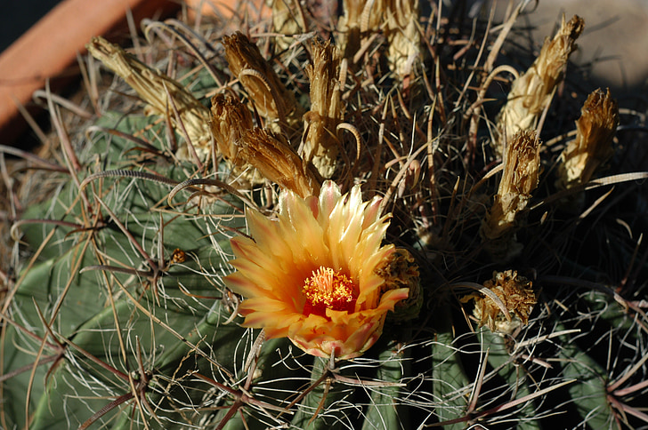 kaktus, Cactus flower, lill, Al muhraga, taimed, lilled