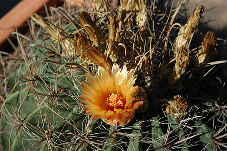 Cactus, fleur de cactus, fleur, Al muhraga, plantes, fleurs