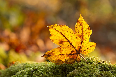 leaf, autumn leaf, leaves, autumn colours, autumn, yellow, change