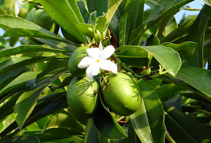 Blume, weiß, Meer-mango, Obst, Madagaskar-Tortur-Bohne, Odollam Baum, Rosa-eyed cerbera