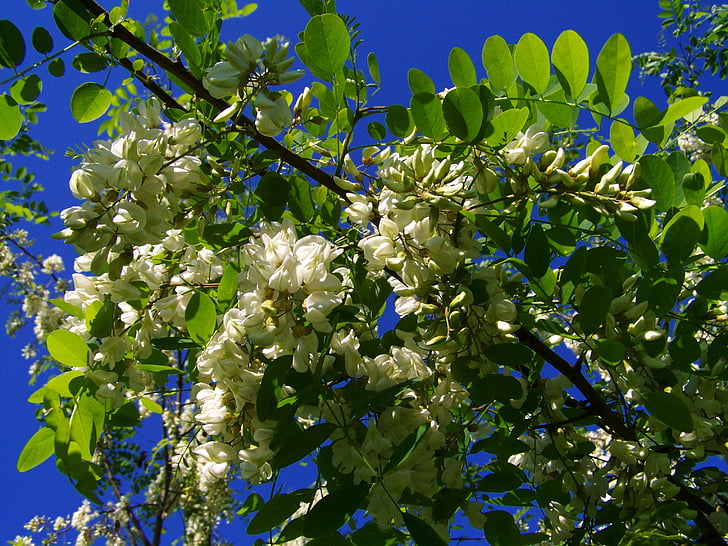 acácia de floração, Robinia pseudoacacia, Primavera