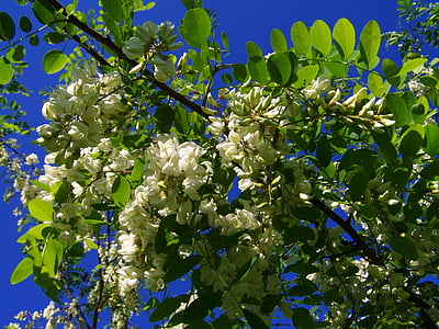 bloeiende acacia, Robinia pseudoacacia, lente