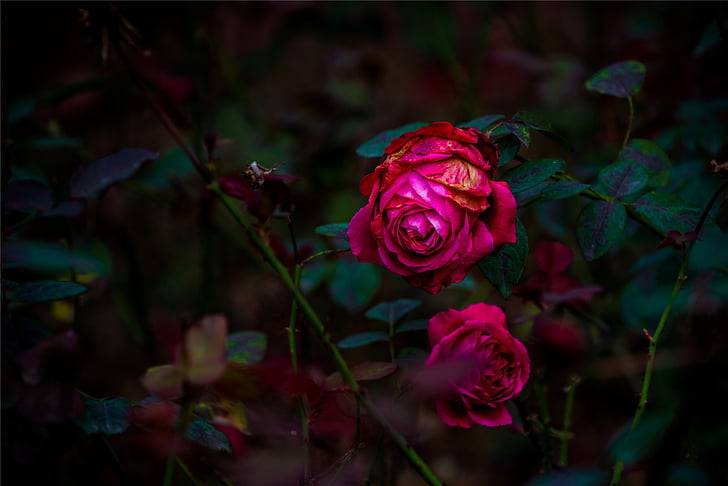τριαντάφυλλο, κόκκινο, σκούρο, πέταλο, Κήπος