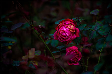 růže, červená, tmavý, okvětní lístek, zahrada