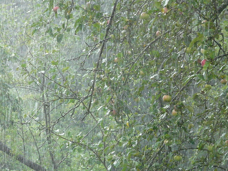 downpour, rainstorm, rain, shiver, wet, water, tree