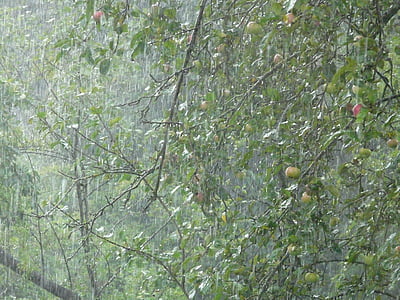 downpour, cơn mưa, mưa, shiver, ẩm ướt, nước, cây