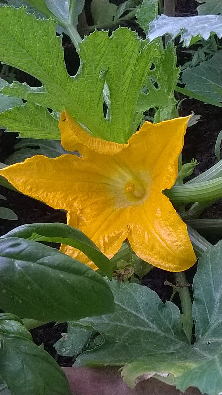 flower, pumpkin flower, yellow flowers, yellow