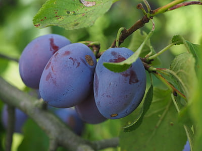 ameixas, árvore de ameixa, frutas, comida, azul, saudável, Violet