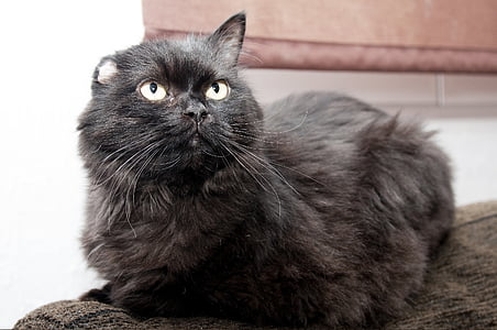 кошка, черный, животное, домашнее животное, кошачьи, внутренние, глаза