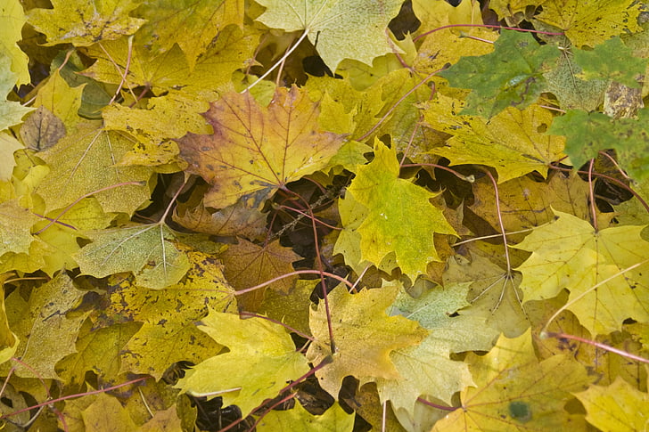 カエデの葉, 林床, ゴールデン, 10 月, 秋, 日当たりの良い, 葉