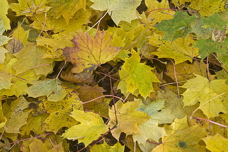 maple leaves, forest floor, golden, october, autumn, sunny, leaves