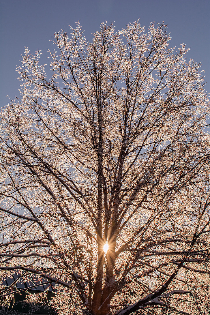 tree, morning, sun, snow, winter