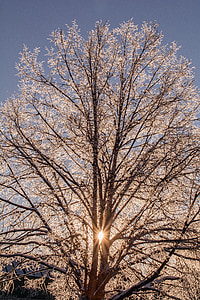 drzewo, rano, Słońce, śnieg, zimowe