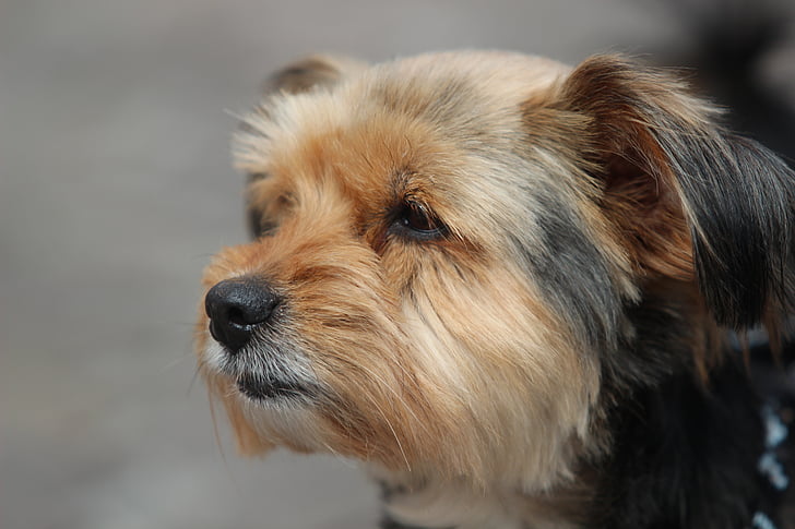 yorkshire terrier, con chó, chân dung, vật nuôi, chó mặt, shorn, lông thú