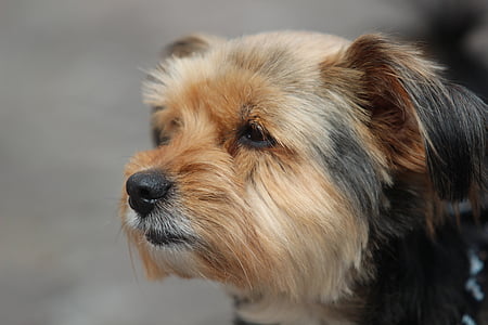 yorkshire terrier, dog, portrait, pet, dog face, shorn, fur