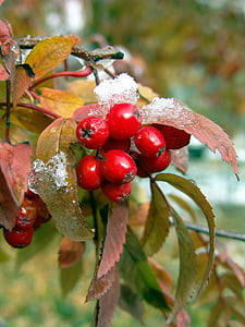 rowan, autumn, red, nature, plant, berry, bright