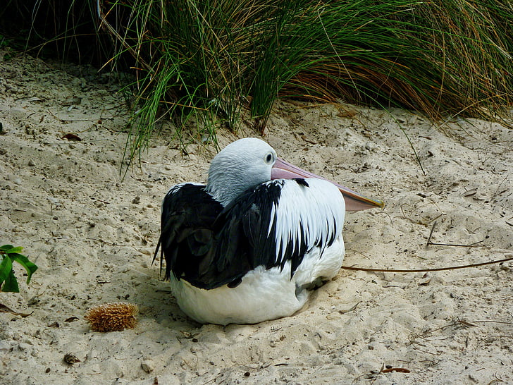 pelican, bird, sand, sitting, cold