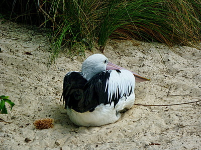 Pelican, pasăre, nisip, şedinţa, rece