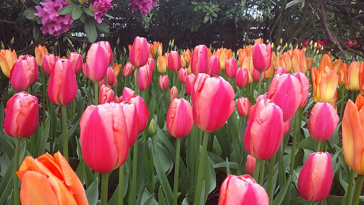 Tulipa, tulipes, flor, taronja, vermell, paper d'empaperar, bombetes