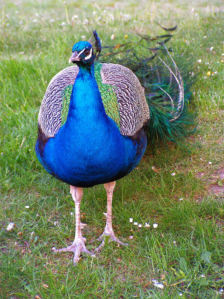 Peacock korunkatý, mann, påfugl