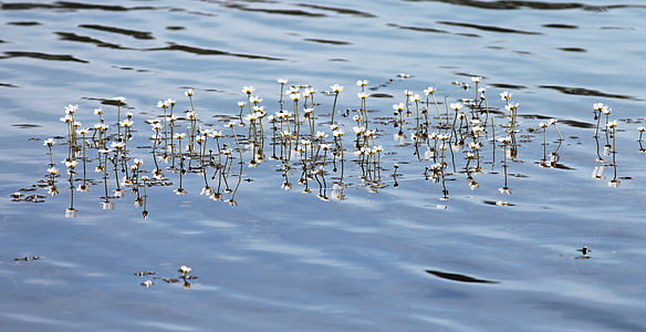 buttercup air, Buttercup, hahnenfußgewächs, bunga, ranunculaceae, bunga, putih