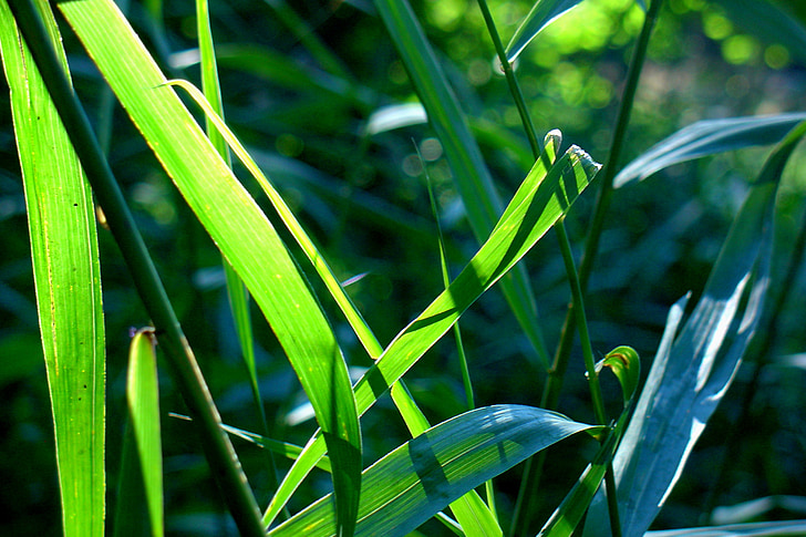 Reed, Příroda, rybník rostlina, list, závod, zelená barva, růst