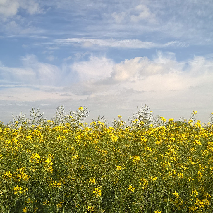 oilseed hiếp dâm, bầu trời, đám mây, màu vàng, lĩnh vực, đồng cỏ, mùa hè