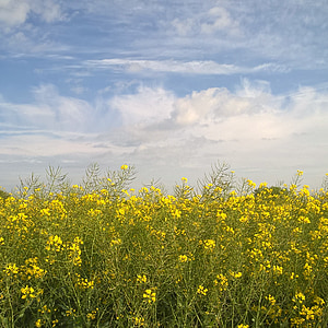 oilseed 강간, 스카이, 구름, 노란색, 필드, 목장, 여름