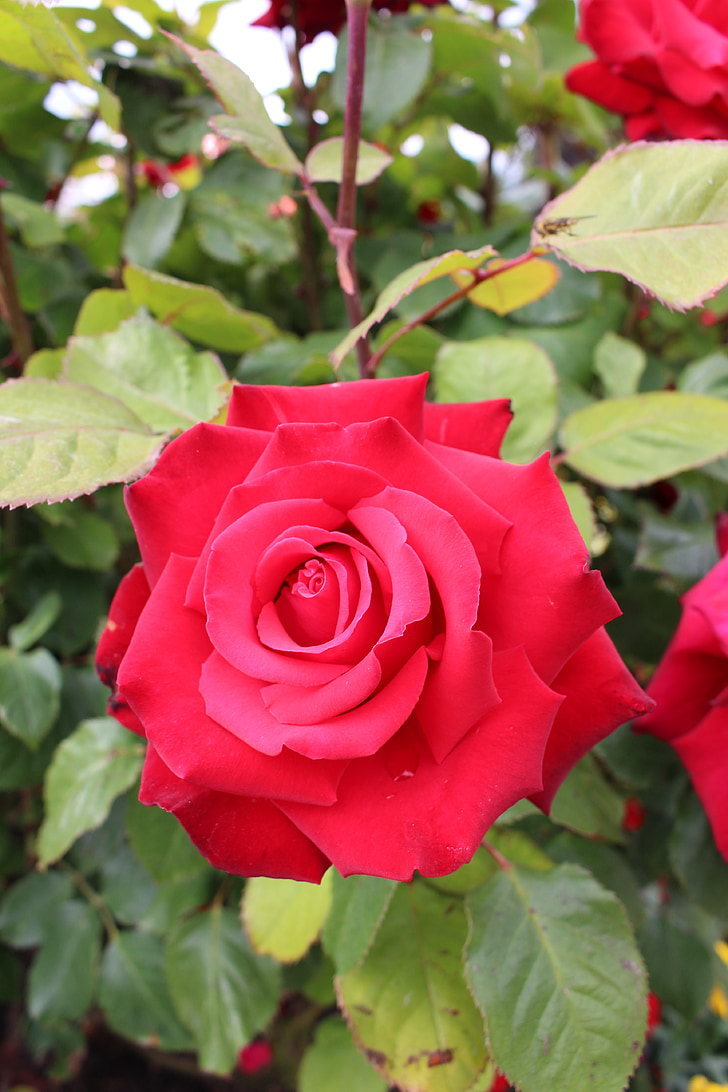 røde rose, Rosen blomstrer, rød, Blossom, Bloom, haven, romantisk