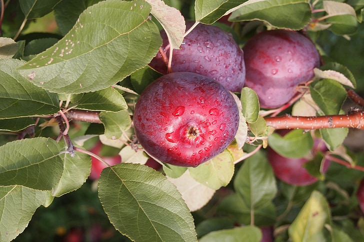 ябълка, овощна градина, Върмонт храна, червен, дърво, плодове, природата