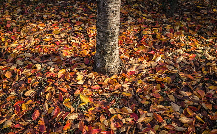 foglie, foglie di autunno, autunno, legno, piante, le foglie, foglia