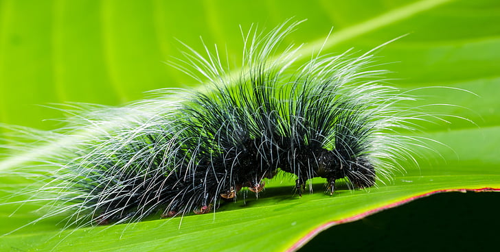 caterpillar, insect, prickly, hairy, close