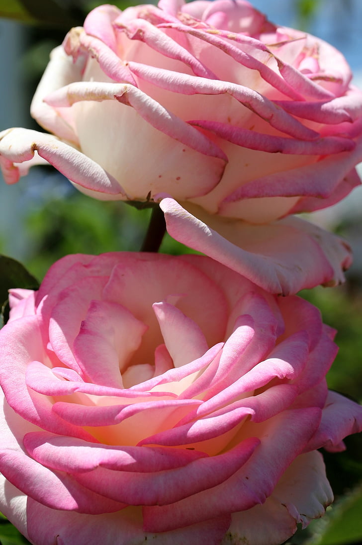 rose, pink, flower, garden, bloom, floral, petal