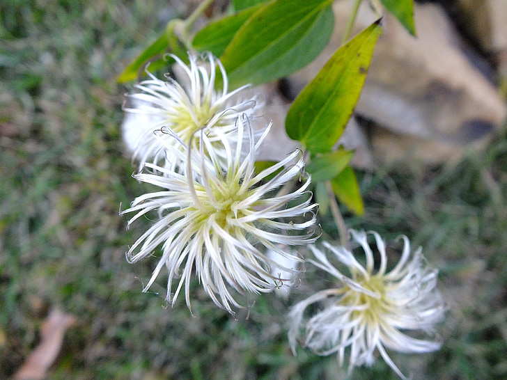 flower, white, nature, swirl