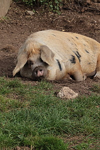 pig, farm, pork, agriculture, swine, livestock, piglet