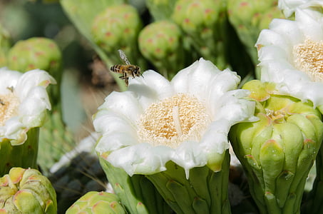 saguaro, cây xương rồng, Hoa, Blossom, con ong, Arizona, Tây Nam