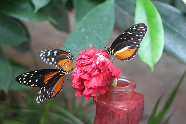 Motýli, Motýlí dům, Příroda, motýl, hmyz, Tropical