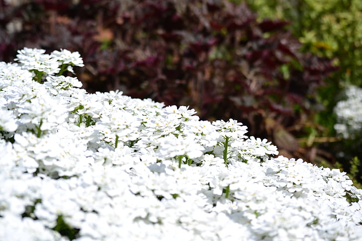 flowers, garden, spring, white