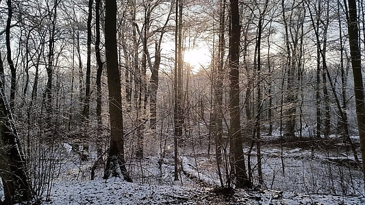 Orman, Görünüm, doğa, Kış, sahne, manzara, ağaç