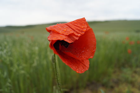 poppy, red, meadow, meadow flower, flower, nature, after the rain