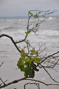 pianta, ramo, fogliame, mare, la costa, spiaggia