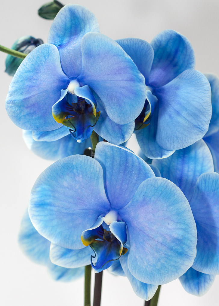 orchid, blue, phalaenopsis, colored, floral, flower, exotic