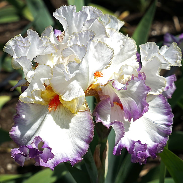 Iris, bloem, Floral, plant, Tuin, Petal, plantkunde