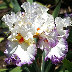 Iris, kukka, kukka, kasvi, Puutarha, terälehti, kasvitieteen