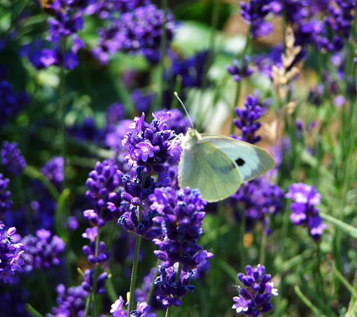 lavender, purple flower, summer flower, insect, nature, flower, purple